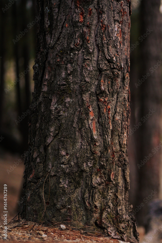 Fototapeta premium Detailed close-up of rugged tree bark, showcasing rich textures and natural patterns in a forest setting.