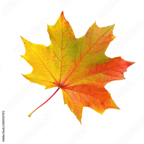 Wallpaper Mural Isolated autumn maple leaf, vibrant colors (1) Torontodigital.ca
