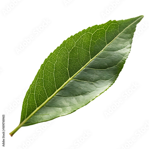 A whole single curry leaf isolated on a transparent background