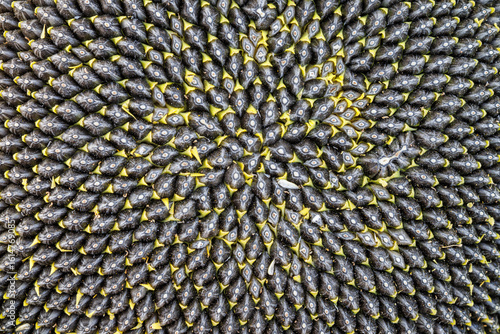 Spiral pattern of the seeds, pipes, of the sunflower plant.