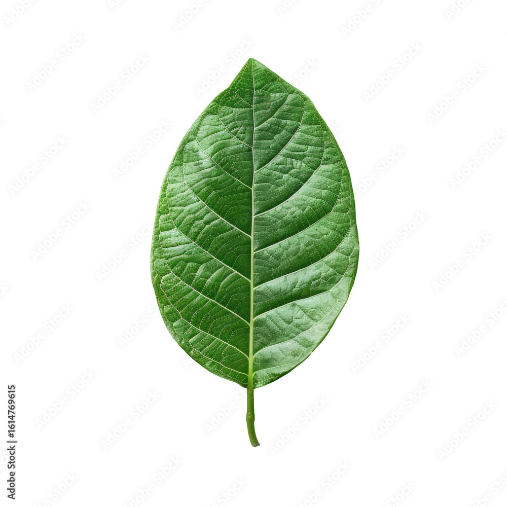 Obraz premium Close-up of a vibrant green leaf (1)