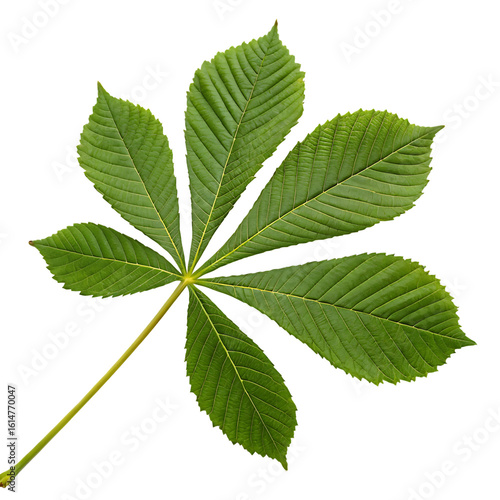 A whole single horse chestnut leaf isolated on a transparent background