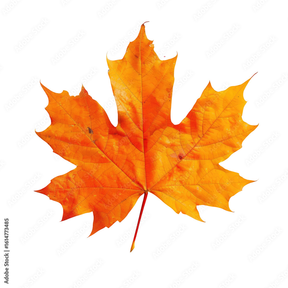 Fototapeta premium Vibrant autumn maple leaf (1)