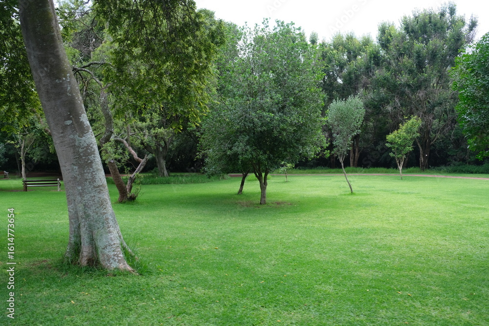 Obraz premium Lush Greenery at Walter Sisulu National Botanical Garden