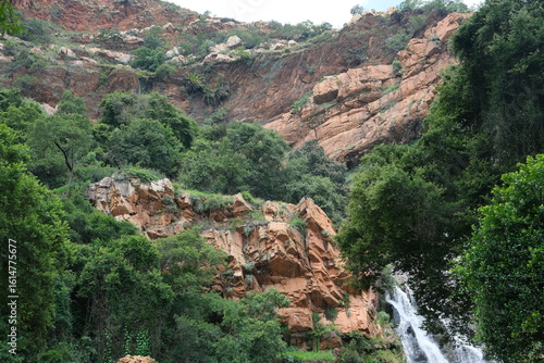 Vachellia Karroo in Walter Sisulu National Botanical Garden