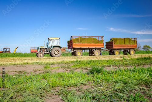 Wallpaper Mural Tractor with two trailers prepare to transport freshly harvested crop for silage Torontodigital.ca