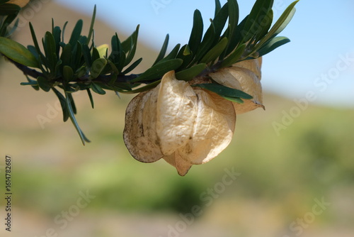 Widdringtonia Conifers in Karoo Desert Botanical Garden