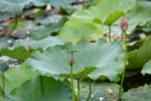 ちょうとんぼとハス池