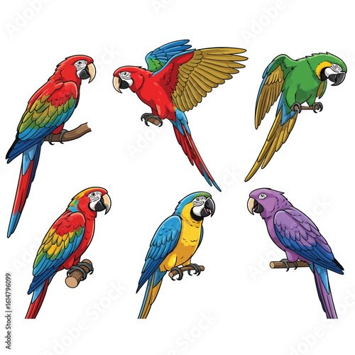 A vibrant collection of colorful cartoon macaw parrot bird illustrations set.