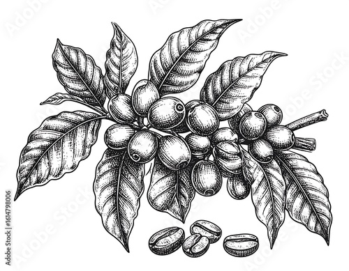 Detailed hand-drawn illustration of coffee plant branch with beans