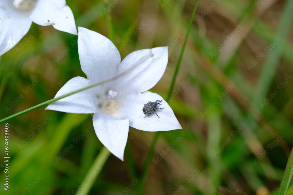 Obraz premium Curculionidae Beetle on Wildflower in Kwelera Botanical Garden