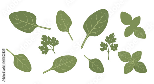 Fresh Leaves in Kitchen: Isolated green spinach leaves and parsley against a neutral surface create an appetizing sight, perfect for culinary, cooking, and nutritional projects.