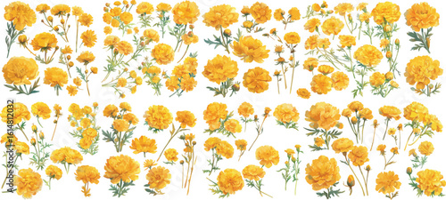 marigold watercolor clipart