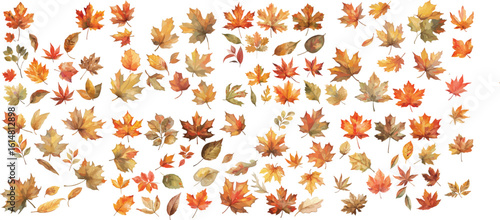 autumn leave watercolor clipart