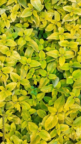 Green and yellow foliage texture for natural backgrounds