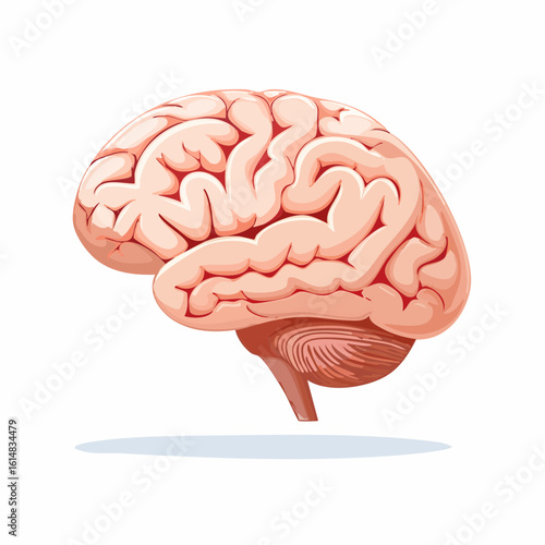 Vector icon of human brain