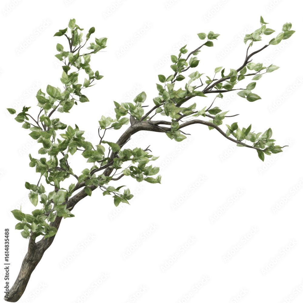 Tree Branches Leafs Top Composition on isolated transparent cutout PNG Background Tree Branches Leafs Top Composition on isolated transparent cutout PNG Background