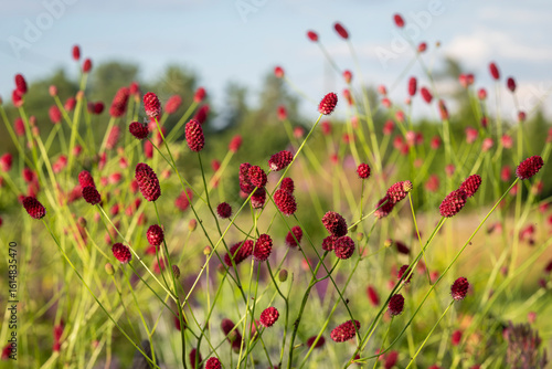 Great burnet, a medicinal garden plant with bright burgundy cones and thin stems, decorative flowers. .Red cones of great burnet (Sanguisorba officinalis) on a blurred background. 
