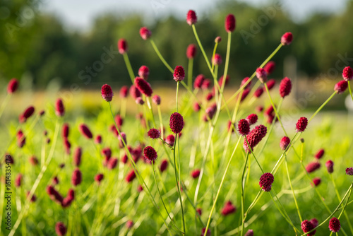 Great burnet, a medicinal garden plant with bright burgundy cones and thin stems, decorative flowers. .Red cones of great burnet (Sanguisorba officinalis) on a blurred background. 