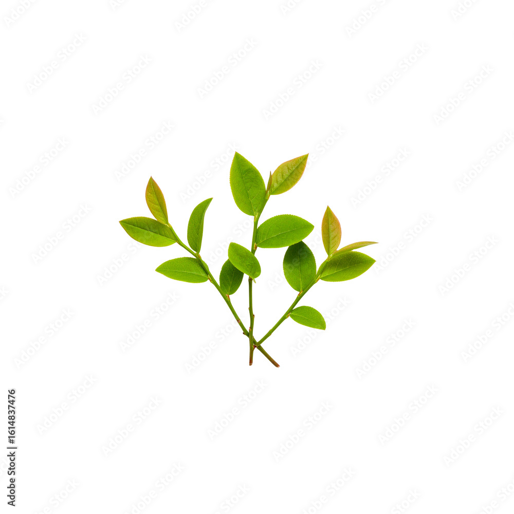 Obraz premium Isolated leaves and branches of fresh green plants on white background
