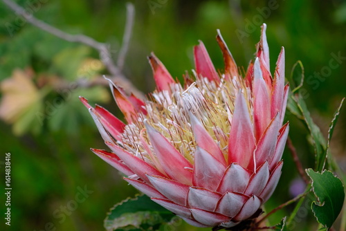 Close-up of King Protea Flower in Harold Porter Botanical Garden