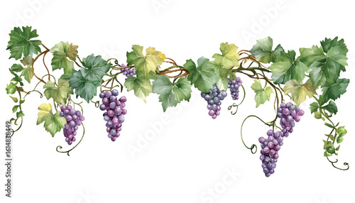 Watercolor grape leaves and branches with purple grapes border vine botanical