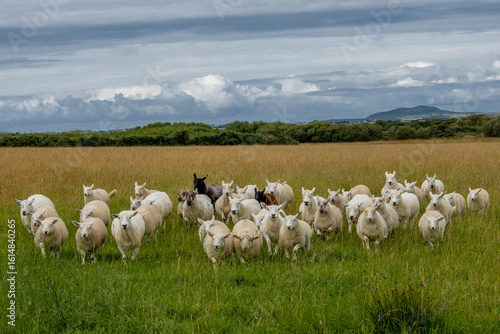 sheep in the field