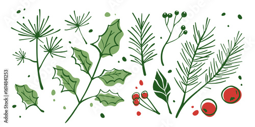Winter botanical elements with green pine needles, holly leaves and red berries - festive branch collection for Christmas decoration. Hand drawn evergreen sprigs, foliage and seasonal plants.