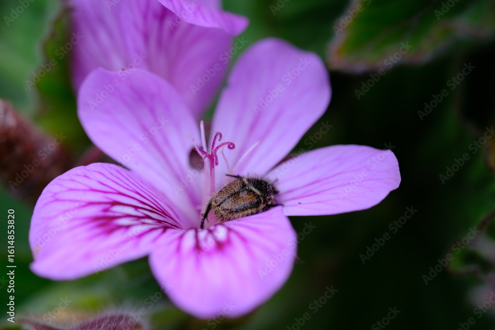 Fototapeta premium Vibrant Cetoniinae Beetle on Bloom in Harold Porter Botanical Garden