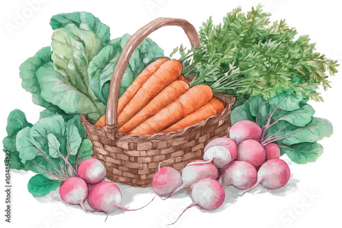 Watercolor basket of fresh carrots radishes and leafy greens on white woven basket