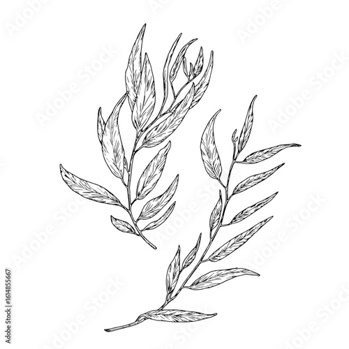 Willow branch with graceful thin leaves, set of silhouette sketches. Vector illustration. Eucalyptus branches isolated on white background. Botanical illustration. For design of cards and invitations.