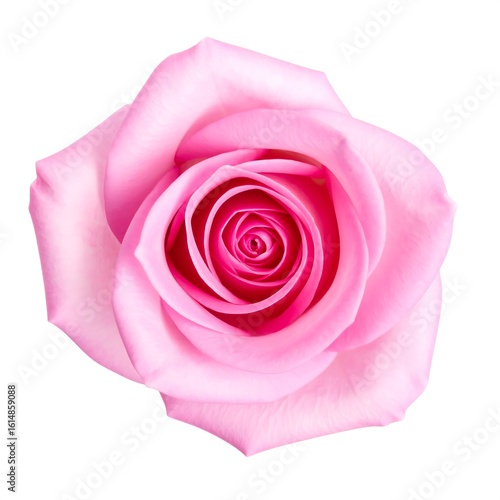 Close-up pink rose