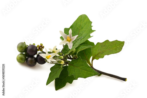 Black nightshade branch with flowers and berry