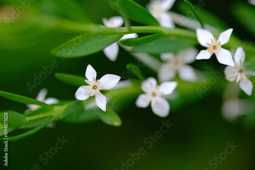 Blooming Erica in Harold Porter National Botanical Garden, South Africa