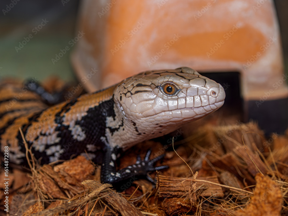 Fototapeta premium アオジタトカゲのアップ