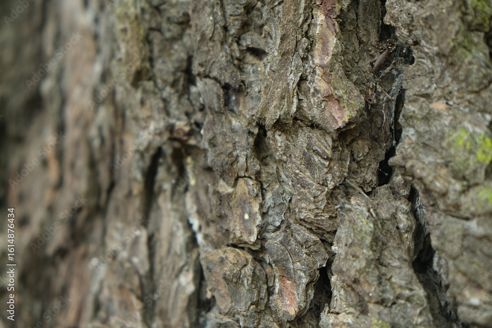 Textured Tree Bark in KwaZulu-Natal Botanical Garden Textured Tree Bark in KwaZulu-Natal Botanical Garden