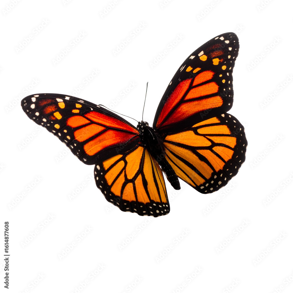 Fototapeta premium Orange Butterfly with Black Spots