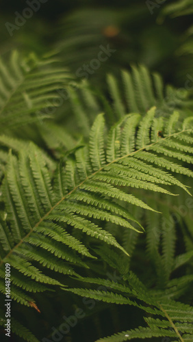 Fern leaves close-up in the forest, vertical photo