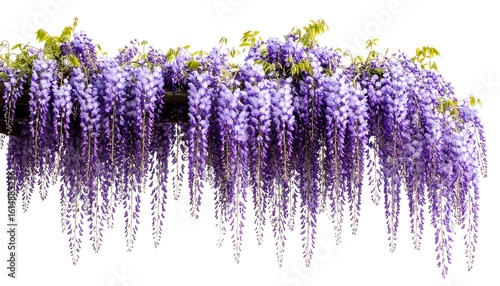 Purple wisteria cascading over a branch