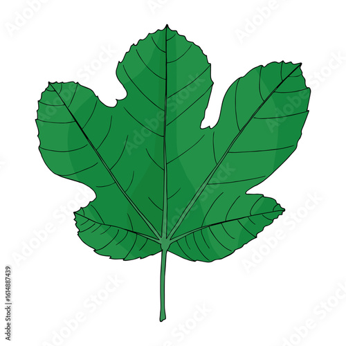 Tropical green fig leaf in doodle style. Hand drawn vector isolated element for design.