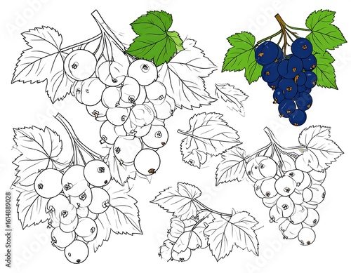 White and black currant bunches with leaves.  Line art. Coloring book