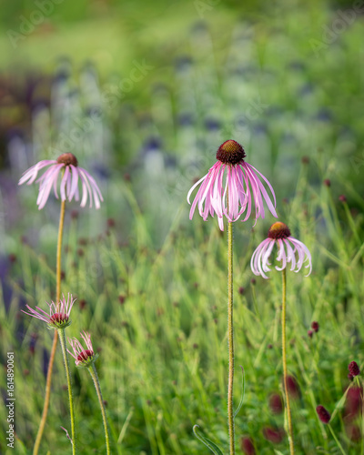 Pale pink colored coneflower in a garden. Close up of Echinacea pallida flowers in a garden border in summer. 