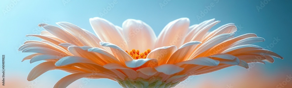 Obraz premium White flower with a yellow center on a blue background plant background