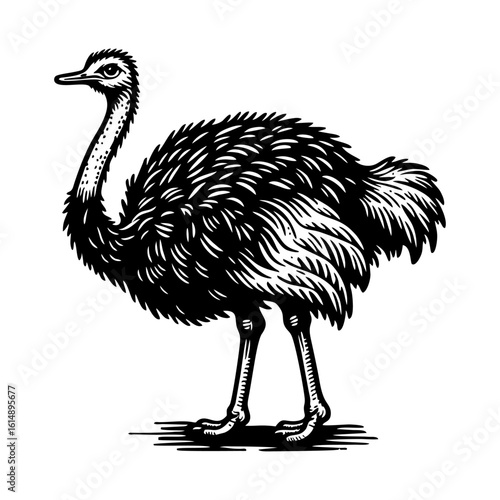 Ostrich hand draw engrave icon design black white