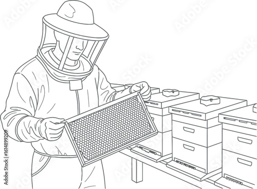 Beekeeper Inspecting Honeycomb Frame and Beehives - Line Art Illustration