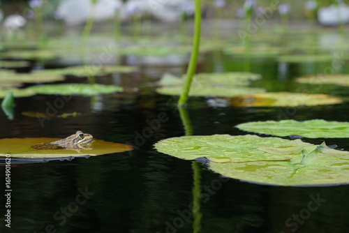 Amietia delalandii Frog in Harold Porter Botanical Garden Wetlands