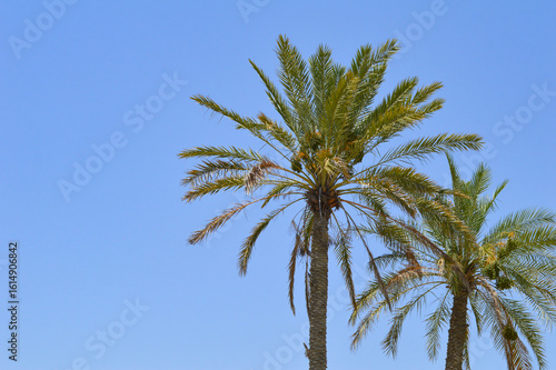 Dates fruit palm tree on blue sky background