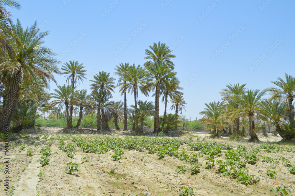 Obraz premium Vegetables farming with dates palm trees in the agriculture farm