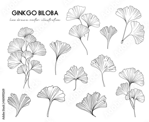 Collection of Ginkgo biloba leaves, hand drawn botanical line drawing, vector floral line art illustration for wedding, logo, advertising, packaging