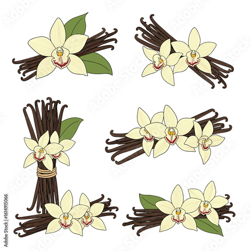 Beautiful vanilla orchid flowers and cured bean pods for culinary and aromatic uses